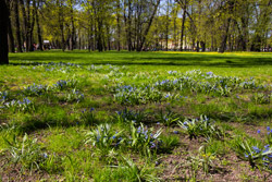 Михайловский сад в Санкт-Петербурге