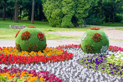 Фотографии садов и парков в Санкт-Петербурге - Крестовский остров