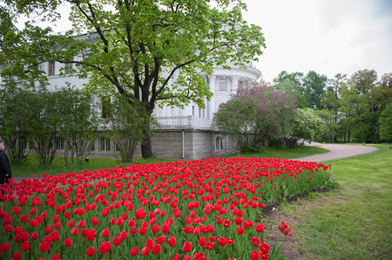 17 мая 2014 - «Фестиваль тюльпанов» на Елагином острове в Санкт-Петербурге