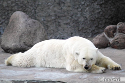 23 февраля 2014 - Ленинградский зоопарк отметит Международный День Белого медведя в Санкт-Петербурге