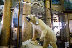 Музей Арктики и Антарктики в Санкт-Петербурге