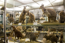 Зоологический музей в Санкт-Петербурге