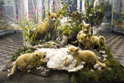 Зоологический музей в Санкт-Петербурге